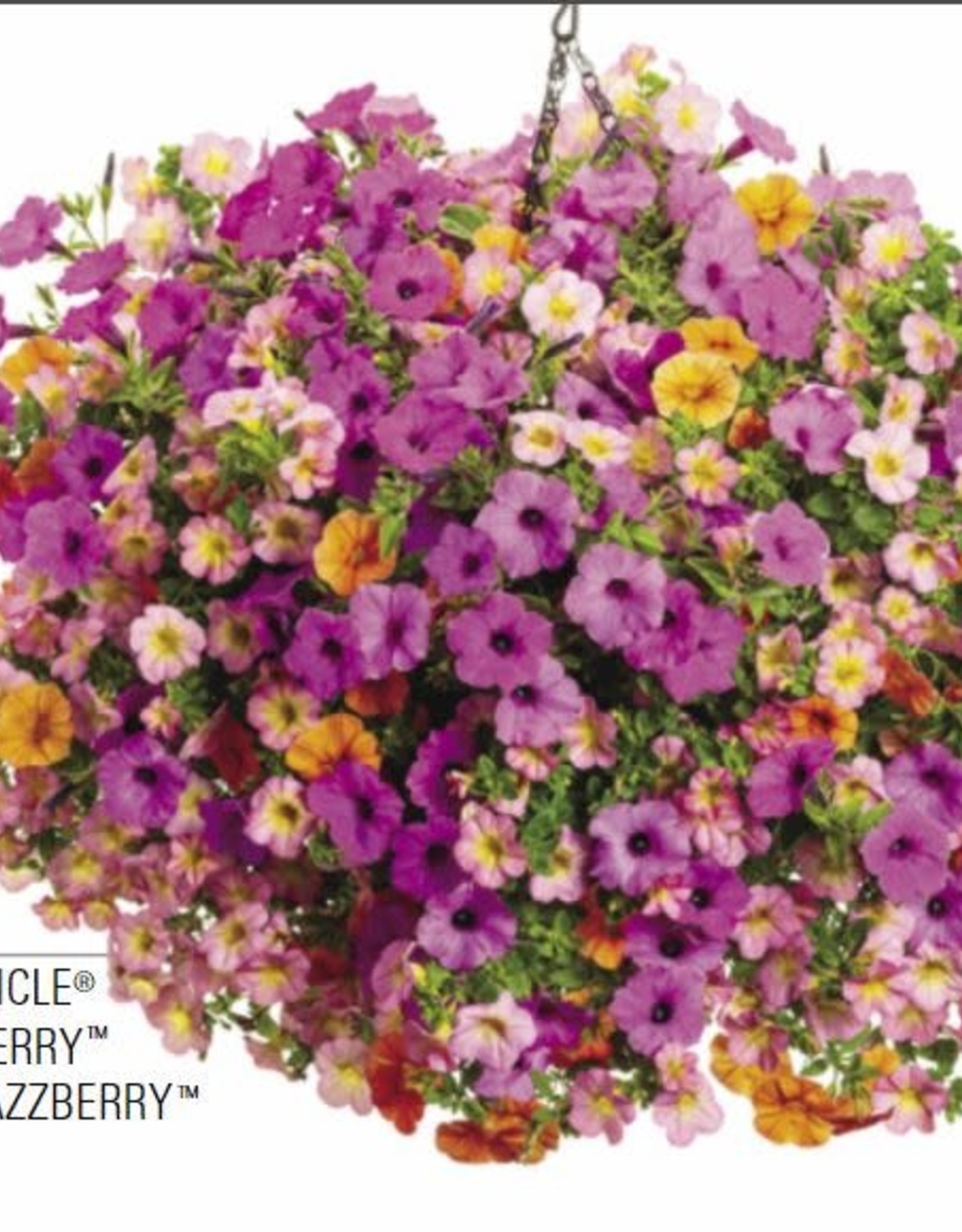Proven Winners Annual Hanging Basket- Nightingale 12 inch-2026 PRE-BOOK