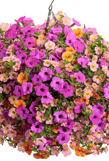 Proven Winners Annual Hanging Basket- Nightingale 12 inch-2026 PRE-BOOK