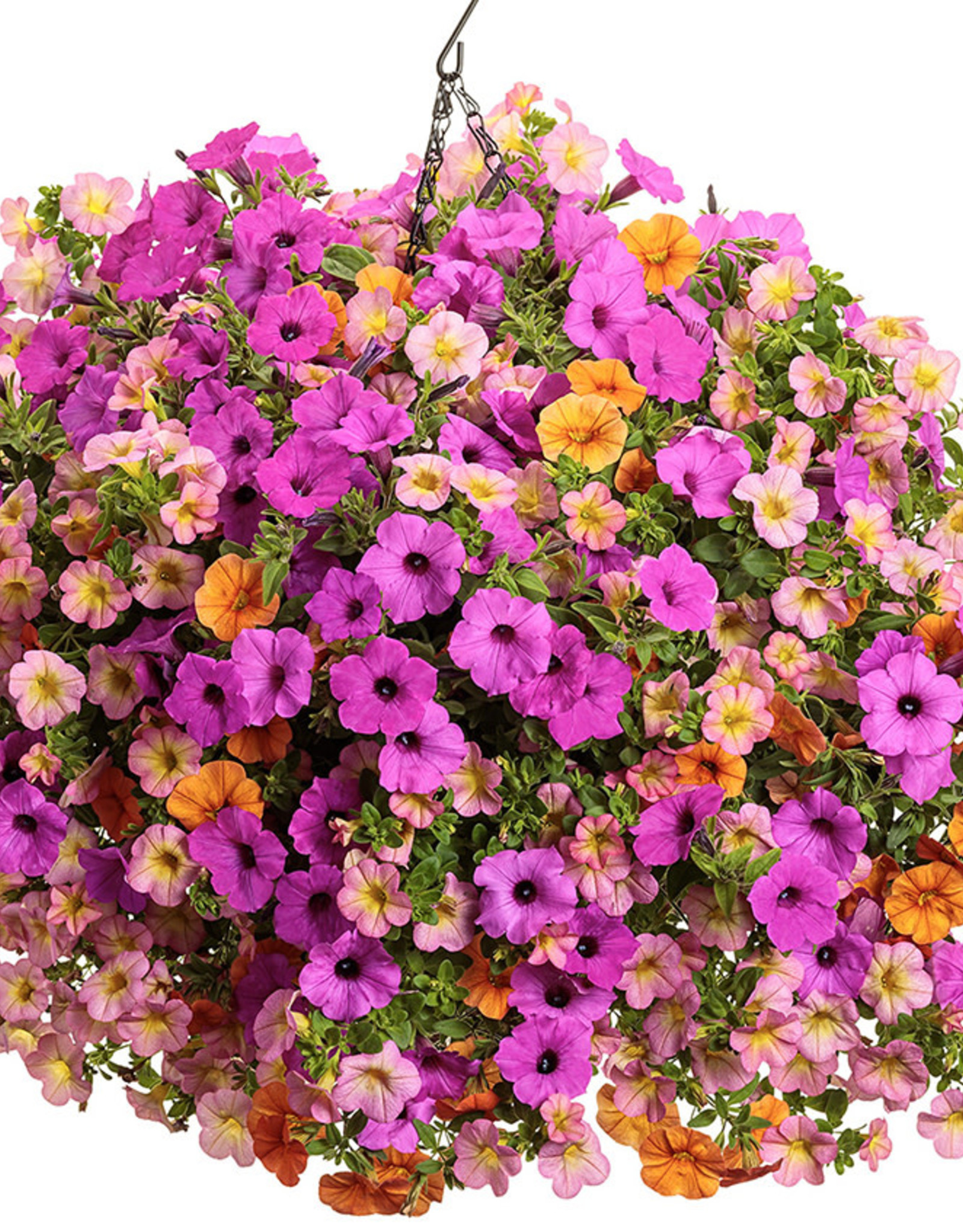 Proven Winners Annual Hanging Basket- Nightingale 12 inch-2026 PRE-BOOK