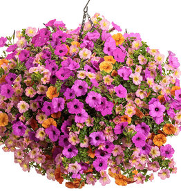 Proven Winners Annual Hanging Basket- Nightingale 12 inch- Pre-Book 2024