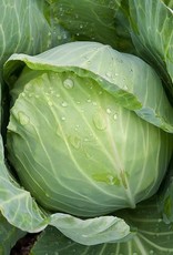 High Mowing Seed HM Golden Acre Cabbage  1/32 OZ