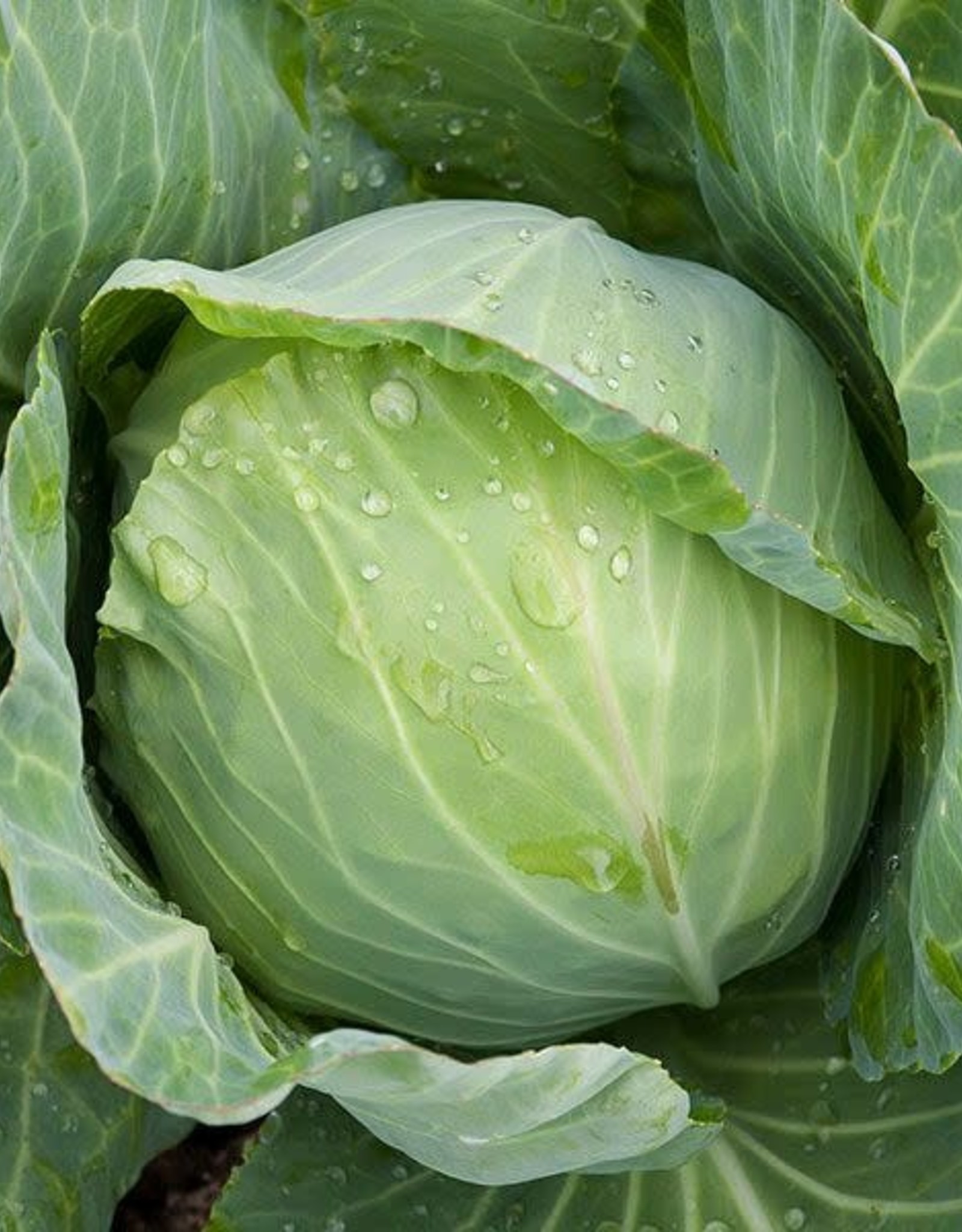 High Mowing Seed HM Golden Acre Cabbage  1/32 OZ