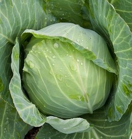 High Mowing Seed HM Golden Acre Cabbage  1/32 OZ
