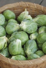 High Mowing Seed HM Nautic F1 Brussels Sprouts: 10 SEEDS
