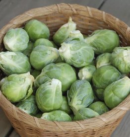High Mowing Seed HM Nautic F1 Brussels Sprouts: 10 SEEDS