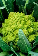 High Mowing Seed HM Veronica F1 Romanesco: 10 SEEDS High Mowing Seed HM Veronica F1 Romanesco: 10 SEEDS
