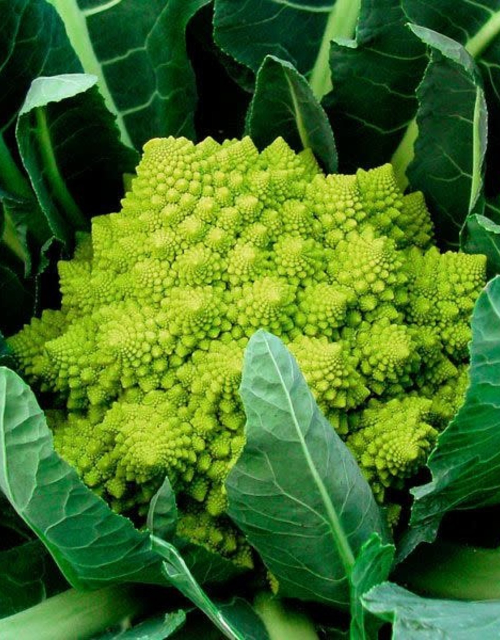 High Mowing Seed HM Veronica F1 Romanesco: 10 SEEDS