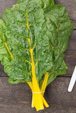 High Mowing Seed HM Sunset Chard  1/16 OZ
