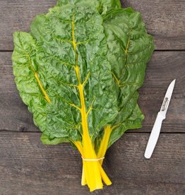 High Mowing Seed HM Sunset Chard  1/16 OZ