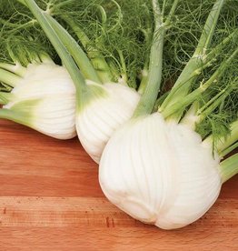 High Mowing Seed HM Preludio F1 Fennel  25 SEEDS