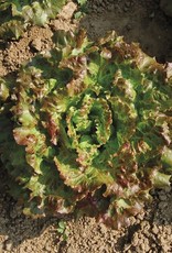 High Mowing Seed HM Lovelock Lettuce  500 SEEDS