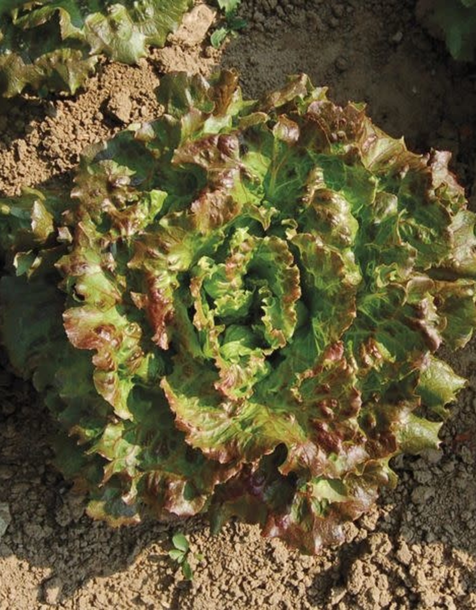 High Mowing Seed HM Lovelock Lettuce  500 SEEDS