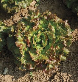 High Mowing Seed HM Lovelock Lettuce  500 SEEDS