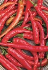 High Mowing Seed HM Ring-O-Fire Cayenne Pepper  1/64 OZ