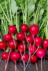 High Mowing Seed HM Sora Radish  100 SEEDS