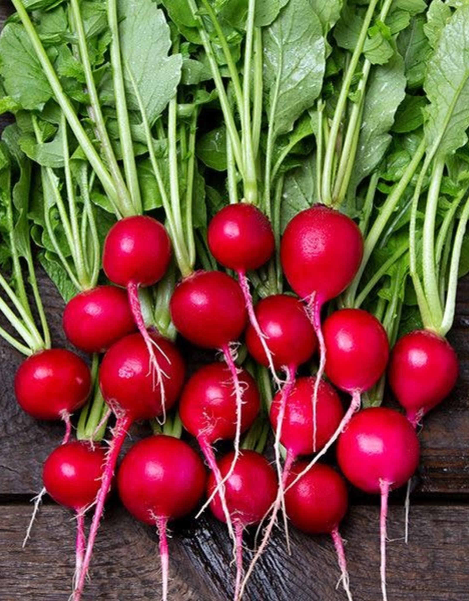 High Mowing Seed HM Sora Radish  100 SEEDS