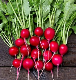 High Mowing Seed HM Sora Radish  100 SEEDS