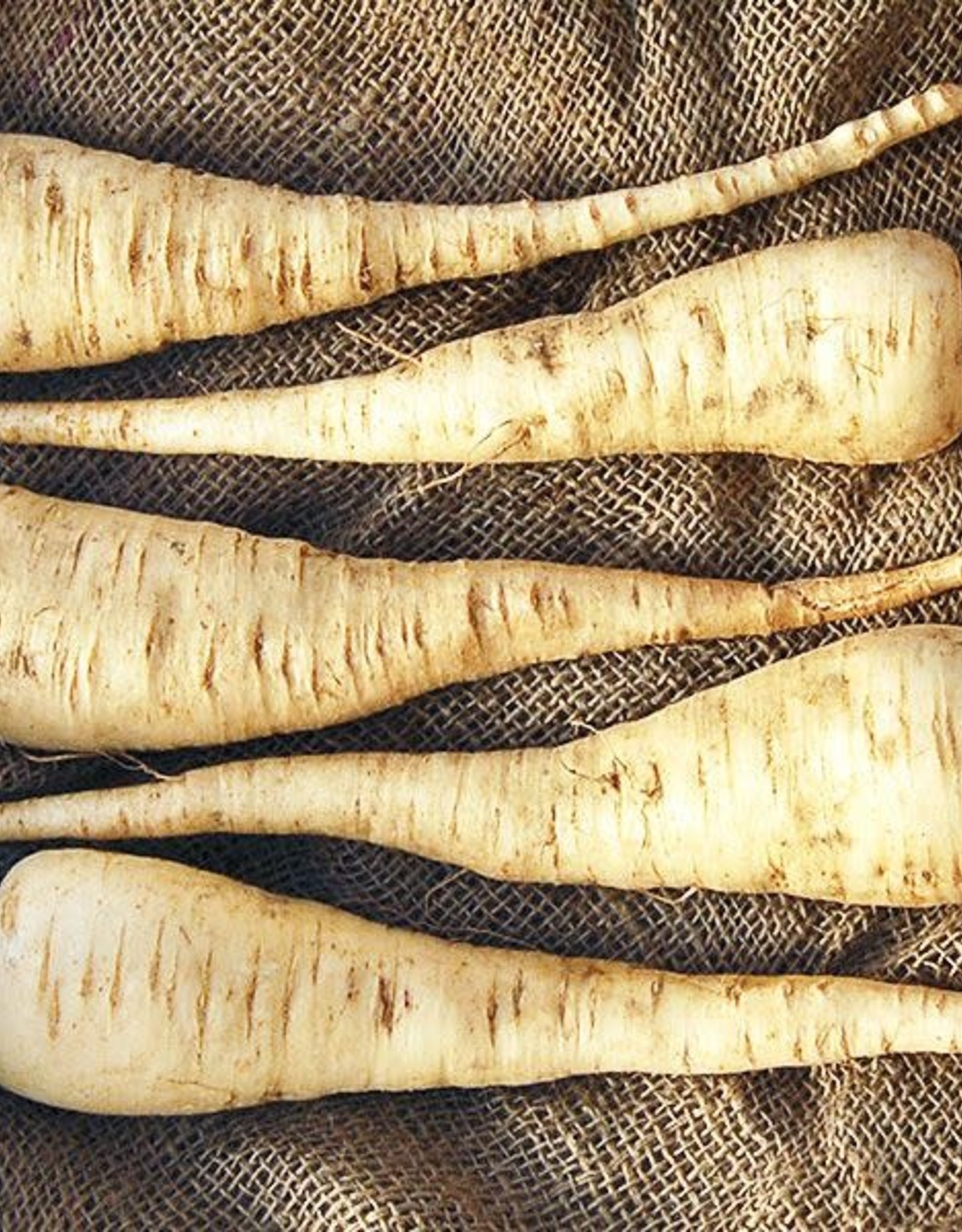 High Mowing Seed HM Lancer Parsnip: 1/32 OZ