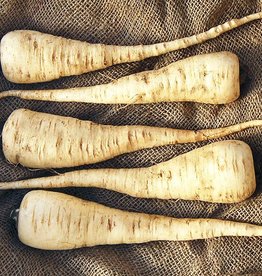 High Mowing Seed HM Lancer Parsnip: 1/32 OZ