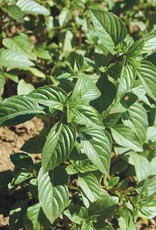 High Mowing Seed HM Sweet Thai Basil: 1/32 OZ