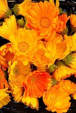 High Mowing Seed HM Resina Calendula  1/32 OZ
