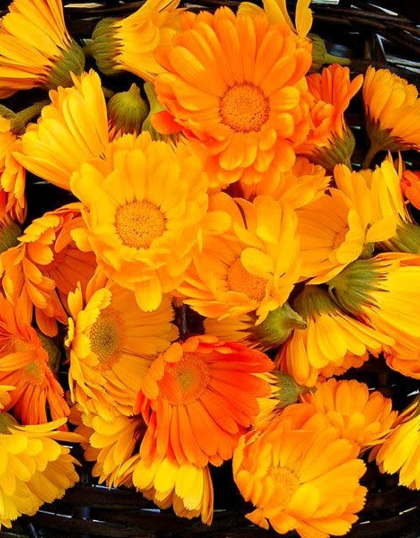 High Mowing Seed HM Resina Calendula  1/32 OZ