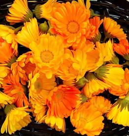 High Mowing Seed HM Resina Calendula  1/32 OZ