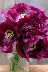 High Mowing Seed Black Beauty Poppy  1/64 OZ