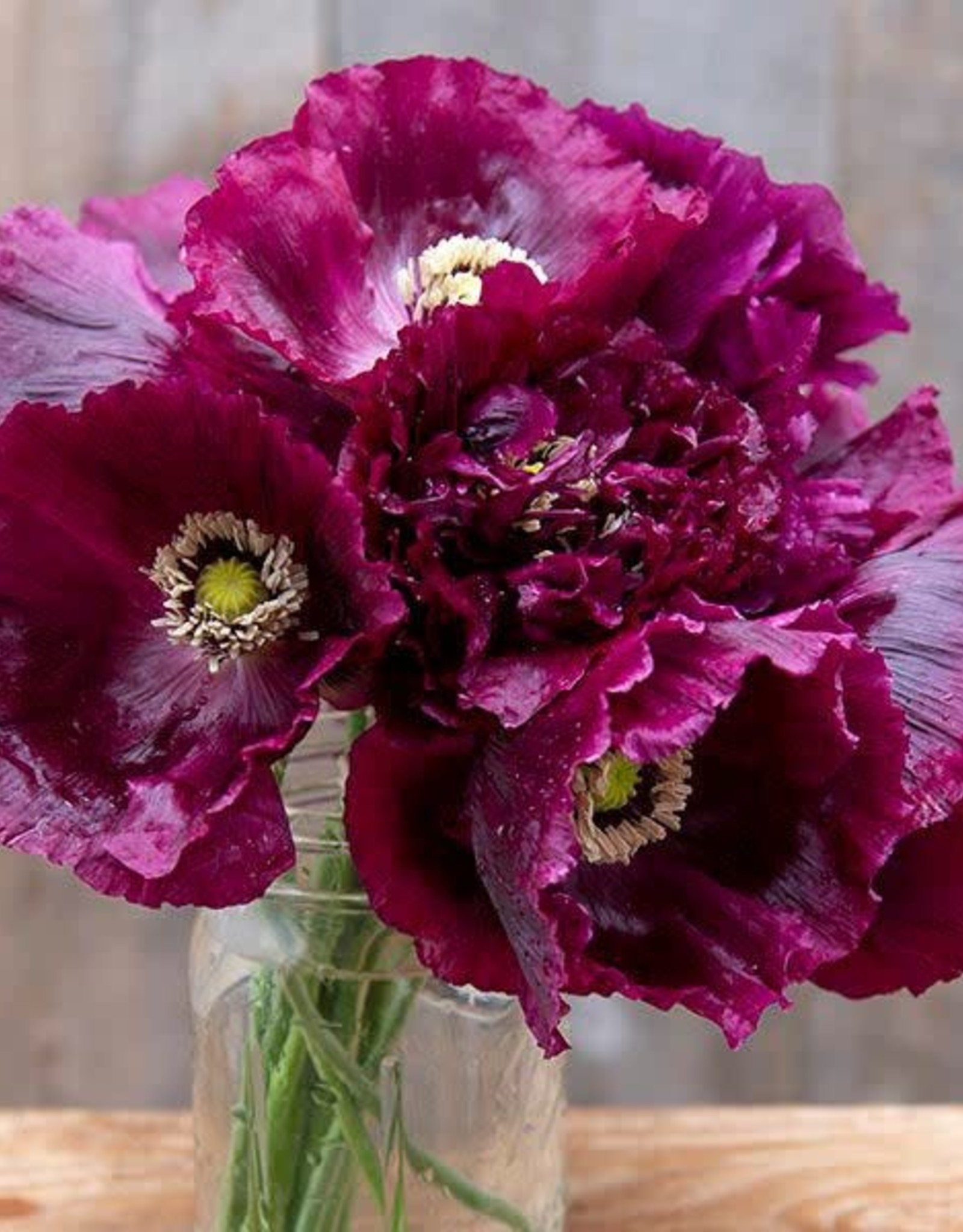 High Mowing Seed Black Beauty Poppy  1/64 OZ