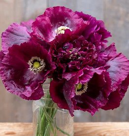 High Mowing Seed Black Beauty Poppy  1/64 OZ