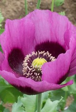 High Mowing Seed HM Planete Rouge du Jura Poppy  1/64 OZ