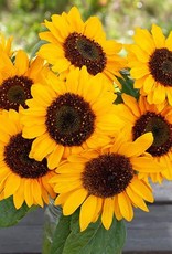 High Mowing Seed HM Hella Sonnenblume Sunflower  1/16 OZ