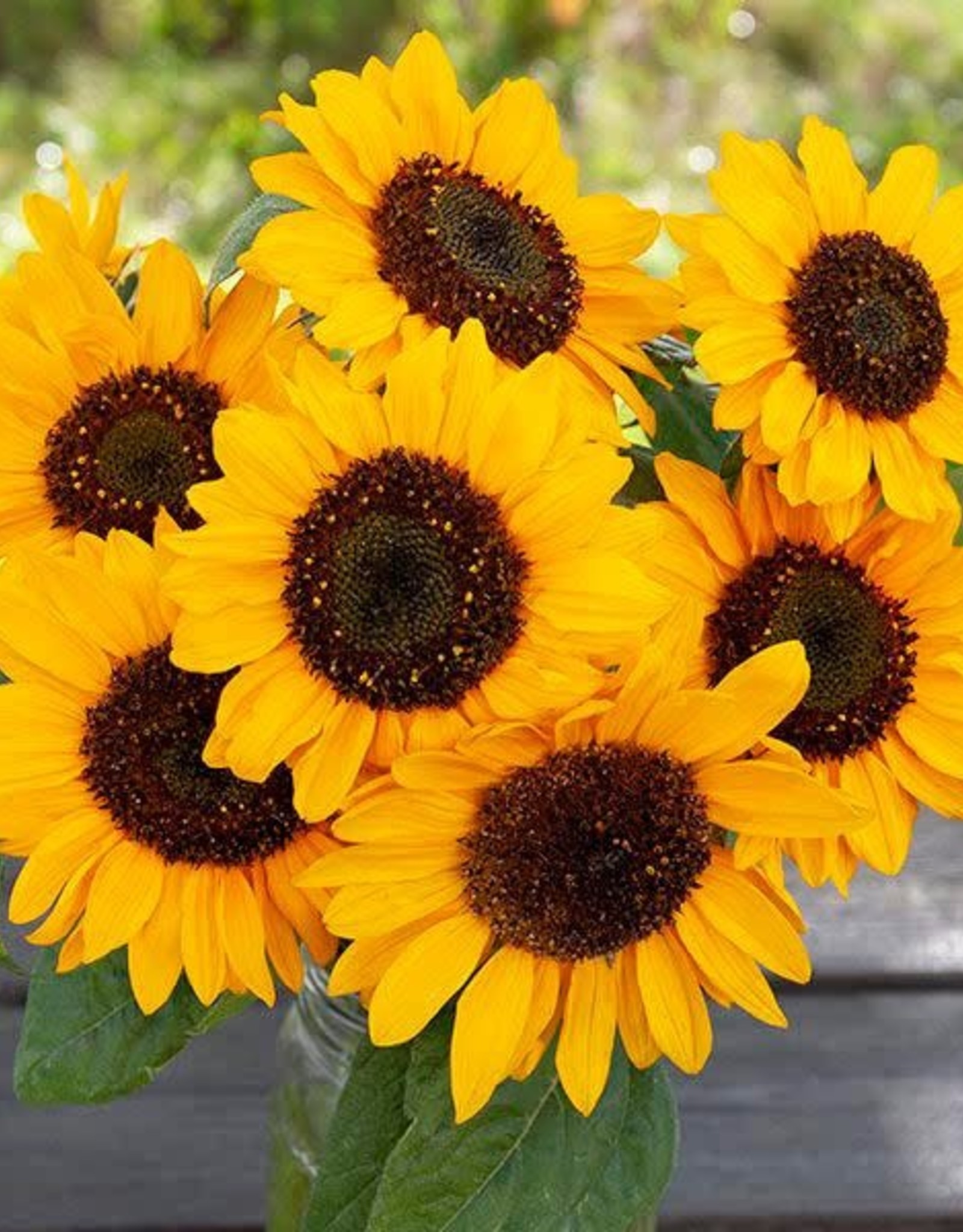 High Mowing Seed HM Hella Sonnenblume Sunflower  1/16 OZ