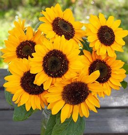 High Mowing Seed HM Hella Sonnenblume Sunflower  1/16 OZ