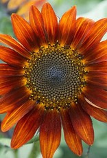 High Mowing Seed HM Medium Red Sunflower Blend: 1/16 OZ