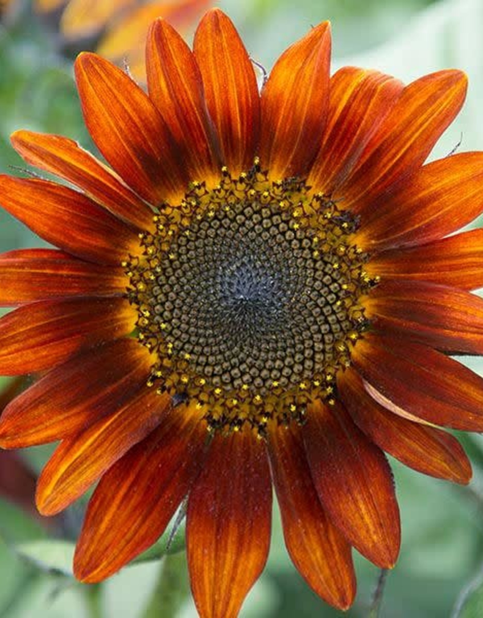 High Mowing Seed HM Medium Red Sunflower Blend: 1/16 OZ