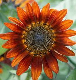 High Mowing Seed HM Medium Red Sunflower Blend: 1/16 OZ