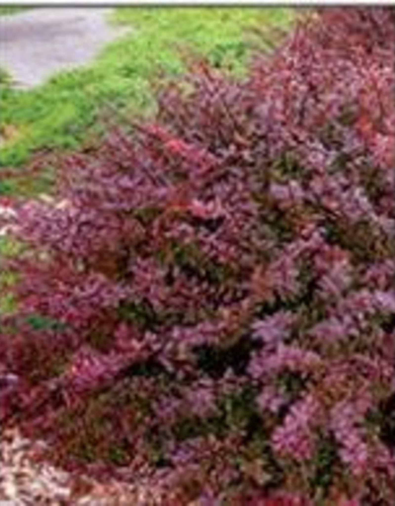Sester Farms Berberis thunbergii atropurpurea 'Crimson Pygmy' Crimson Pygmy Barberry #2  Shrub