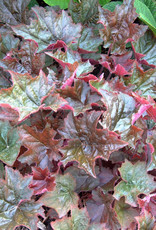 Sester Farms Heuchera micrantha 'Palace Purple'   #1