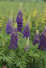 Sester Farms Lupinus p. 'Popsicle Blue' Lupine #1