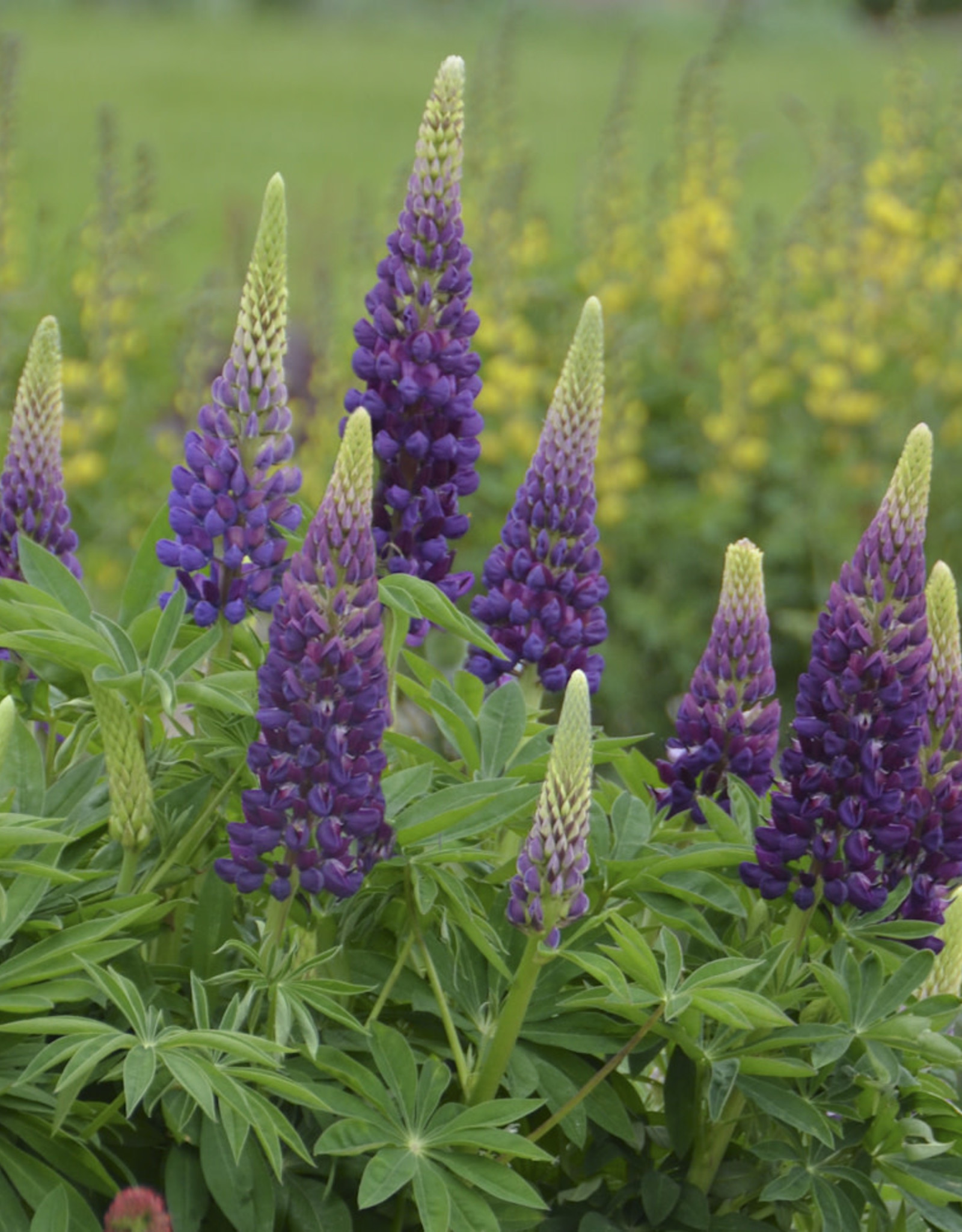 Sester Farms Lupinus p. 'Popsicle Blue' Lupine #1