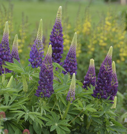 Sester Farms Lupinus p. 'Popsicle Blue' Lupine #1