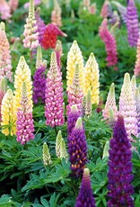 Sester Farms Lupinus polyphyllus 'Popsicle Mix'  Lupine #1