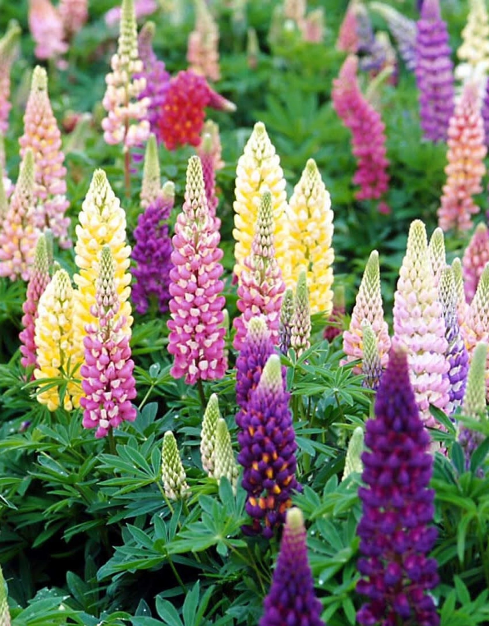 Sester Farms Lupinus polyphyllus 'Popsicle Mix'  Lupine #1