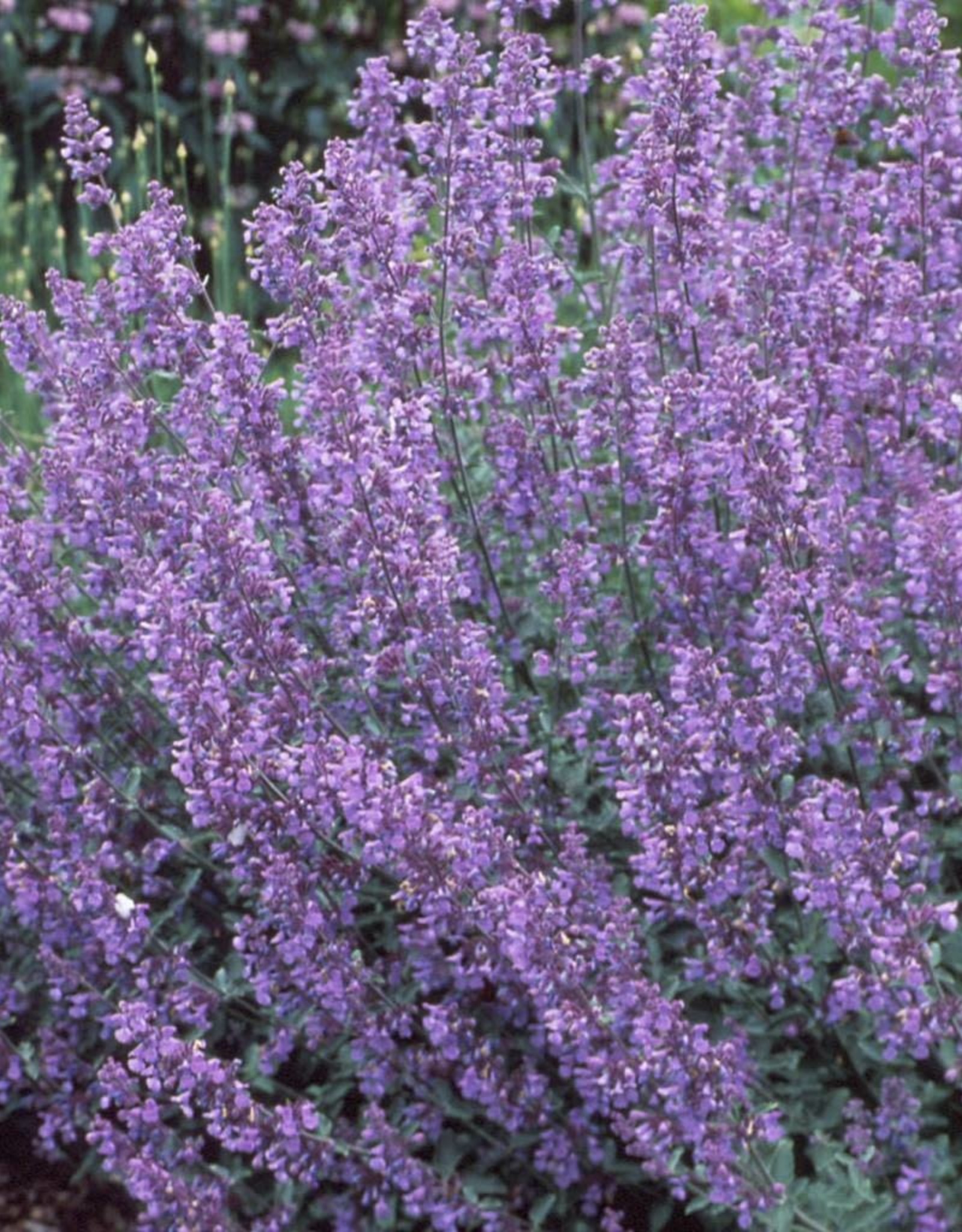 Sester Farms Nepata x f. 'Walker's Low' Catmint #1