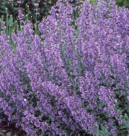 Sester Farms Nepata x f. 'Walker's Low' Catmint #1