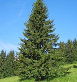 Sester Farms Picea abies . Norway Spruce #3 15 in.-18 in.