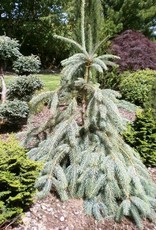 Sester Farms Picea engelmannii 'Bush's Lace' . Bush's Lace Engelman Spruce #10 4'-5'
