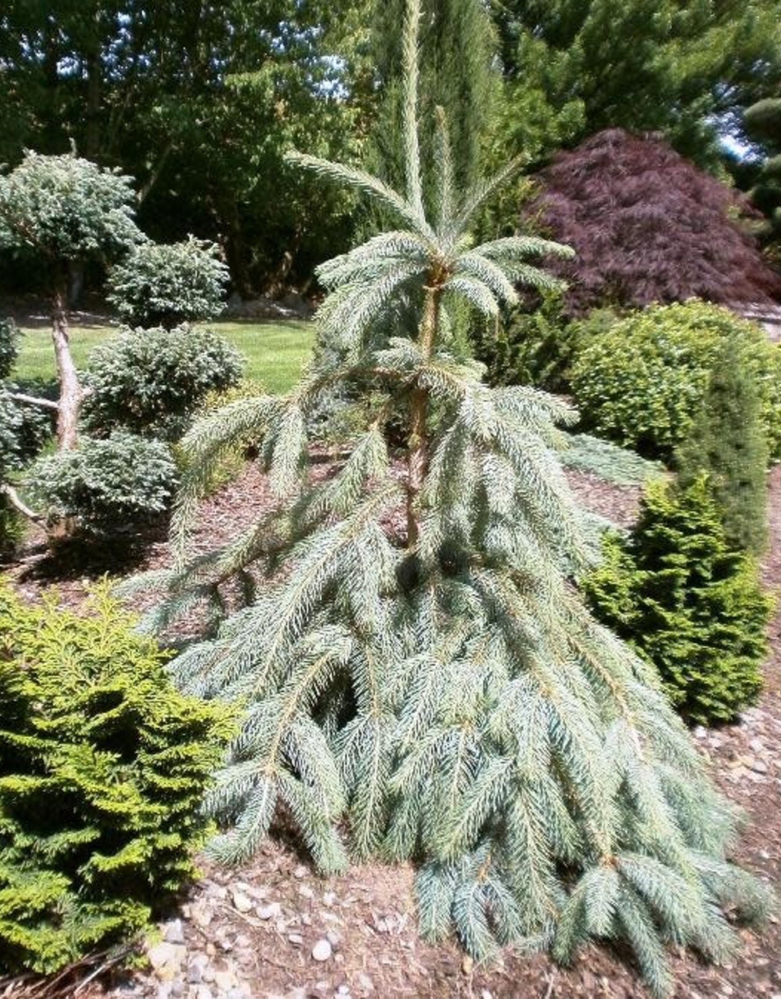 Sester Farms Picea engelmannii 'Bush's Lace' . Bush's Lace Engelman Spruce #10 4'-5'