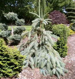 Sester Farms Picea engelmannii 'Bush's Lace' . Bush's Lace Engelman Spruce #10 4'-5'
